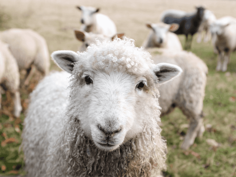 A photo of sheep