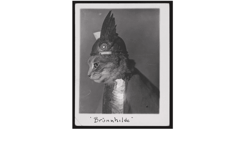 a cat in a winged helmet